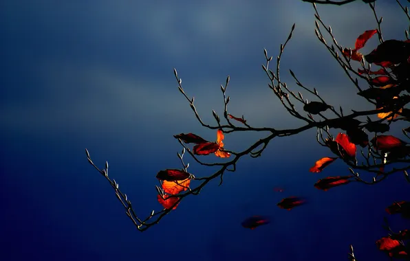 Autumn, the sky, leaves, clouds, branch