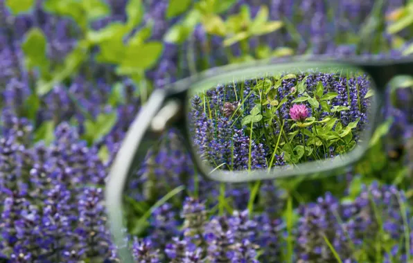 Field, nature, glasses