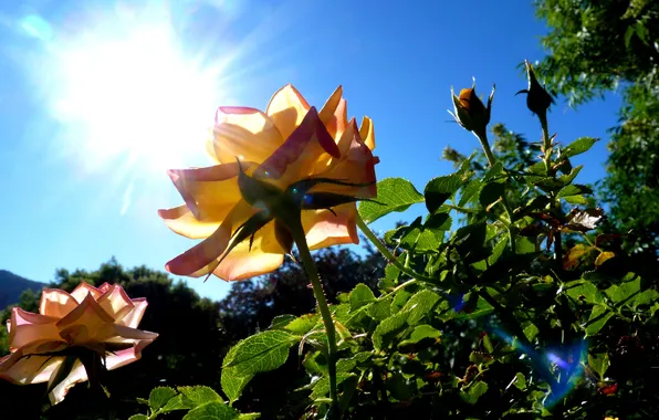 The sky, the sun, rays, light, nature, roses