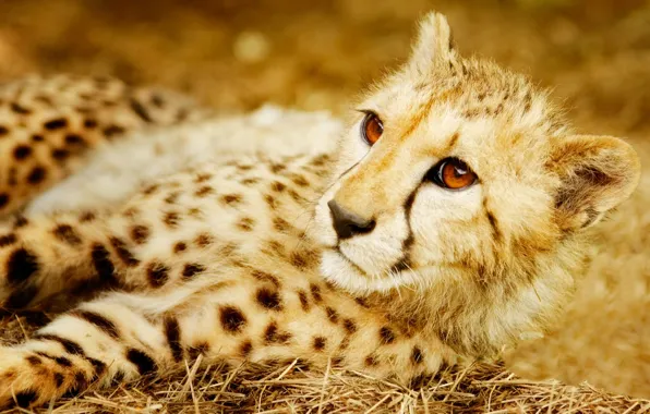 Predator, Cheetah, wild cat