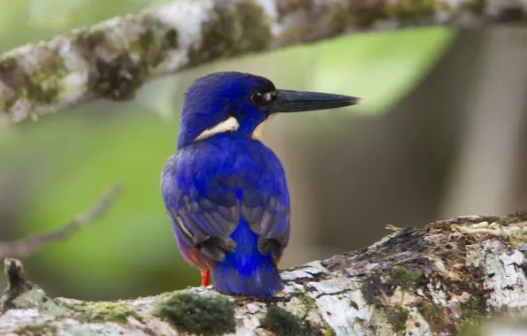 Picture bird, beak, azure Kingfisher