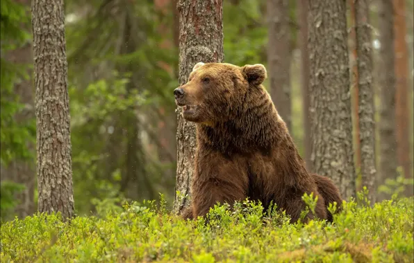 Picture forest, grass, look, face, nature, pose, thickets, bear