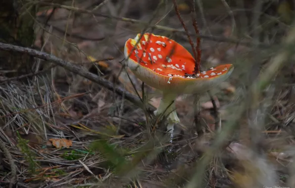 Autumn, nature, mushrooms, mushroom