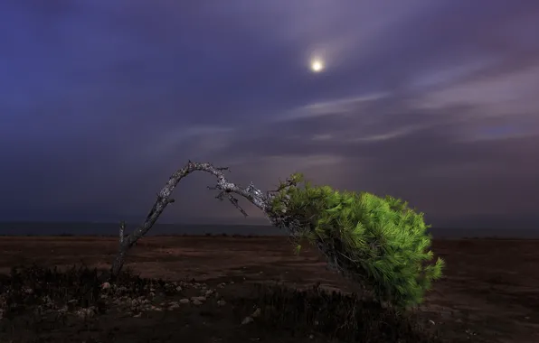 Picture field, trees, night