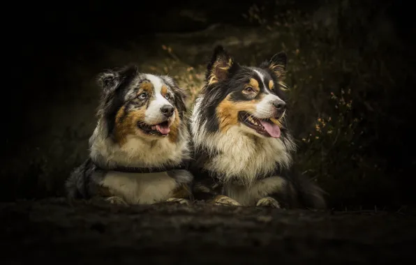 Forest, dogs, pair, Wallpaper from lolita777, boys