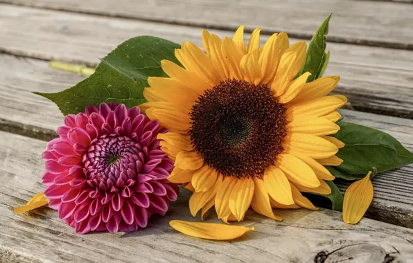 Summer, yellow, pink, color, sunflower, garden, solar, Dahlia