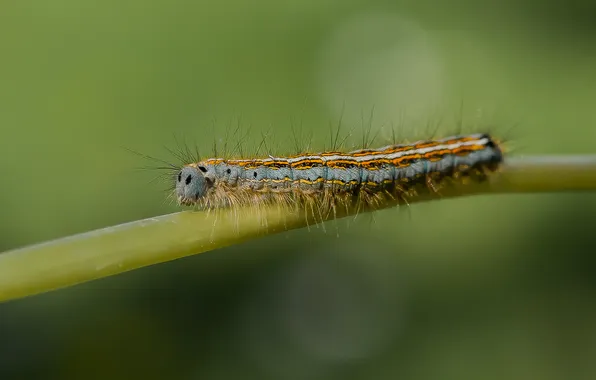 Macro, caterpillar, nature, ringed cocoonworm
