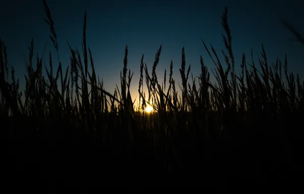 Picture Sunset, The sun, Nature, The evening, Grass, Summer, Beauty, Nature