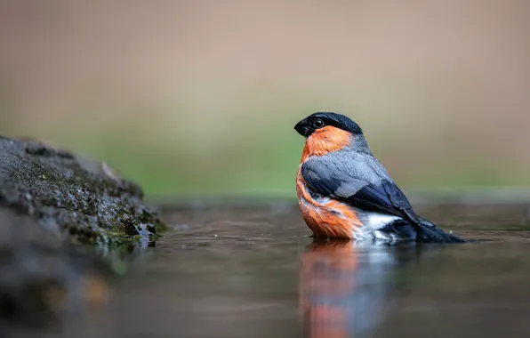 Reflection, bird, bullfinch, pond