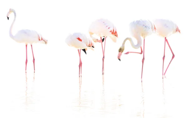 Picture bird, beak, Flamingo, neck