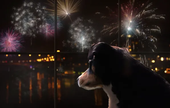 The dark background, holiday, dog, window, fireworks, looking out the window