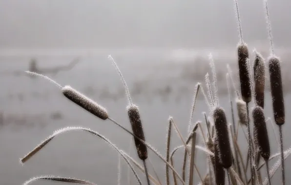 Frost, fog, swamp, Grass