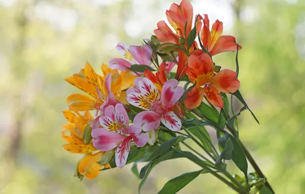 Flowers, bouquet, Alstroemeria, Alstroemeria