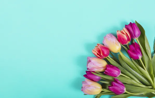 Flowers, colorful, tulips, pink, pink, flowers, tulips, spring