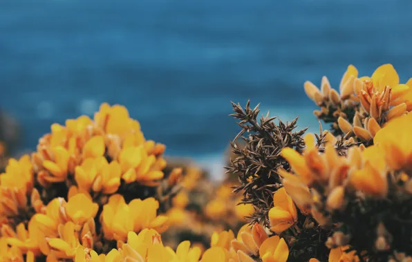 Macro, flowers, background, blur, orange, Alex