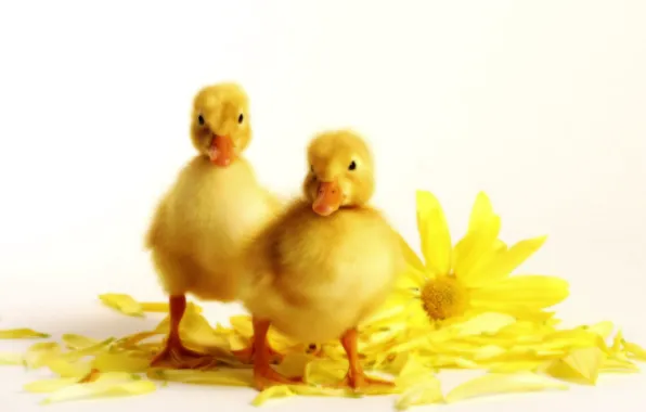 Picture flowers, yellow, petals, Ducklings