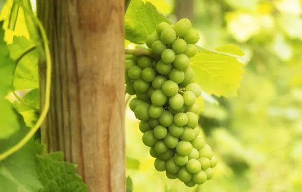 Leaves, light, green, grapes, bunch, bokeh, vine