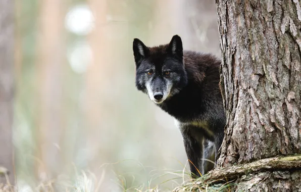 Look, face, nature, tree, black, wolf, trunk, bark
