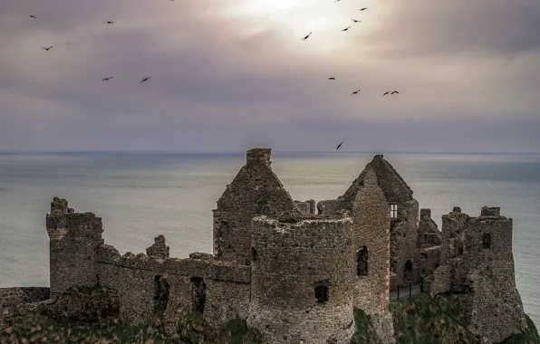 Picture sea, the sky, birds, clouds, castle, ruins, Northern Ireland, Northern Ireland