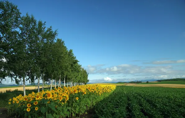 Greens, field, sunflowers, birch, birch