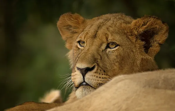 Portrait, predator, lioness