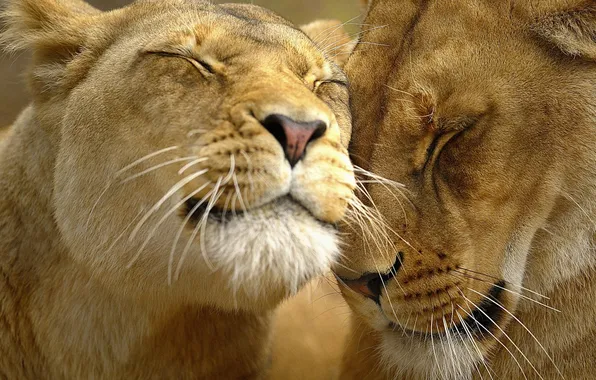 Animals, nature, predators, cute, lioness