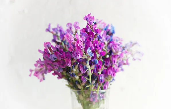 Picture flowers, clover, Rusticity