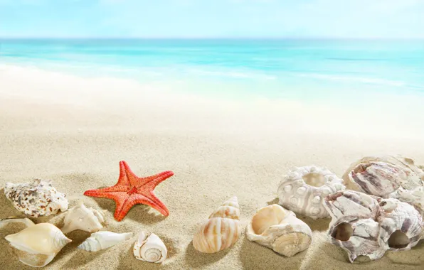 Beach, sea, sand, seashells