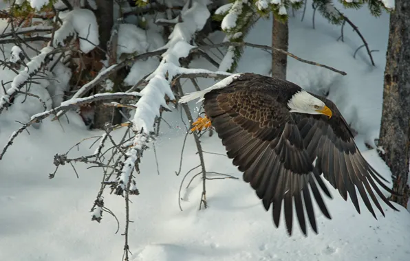 Picture winter, snow, trees, bird, wings, hawk, Bald eagle