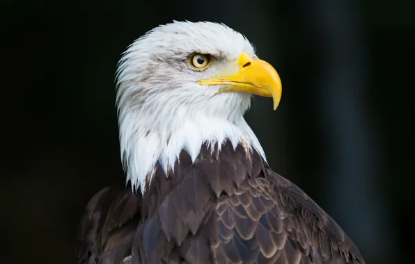 Bird, eagle, beak