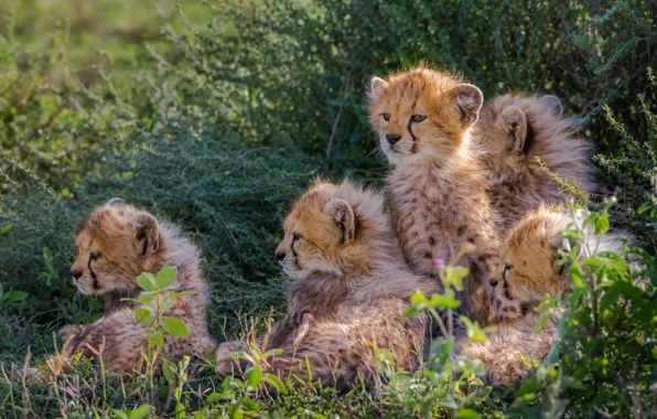 Small, fluffy, cubs, Cheetahs