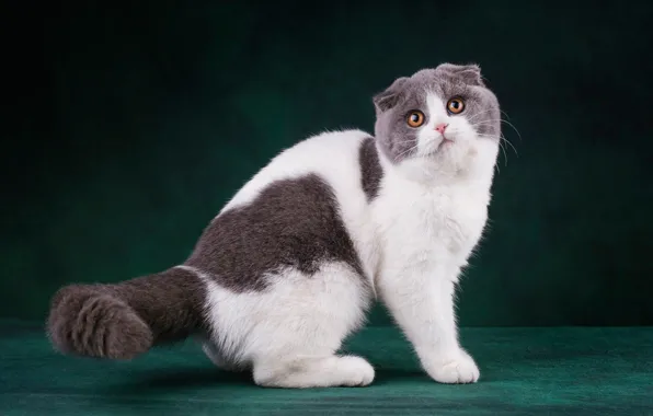 Cat, cat, look, face, pose, the dark background, kitty, paws