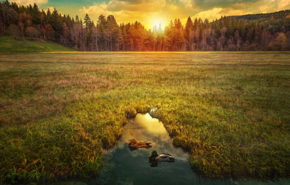 Field, forest, the sky, grass, the sun, trees, pond, dawn