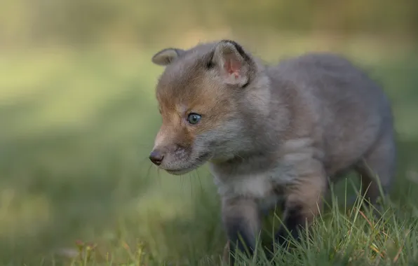Grass, background, Fox, cub, Fox