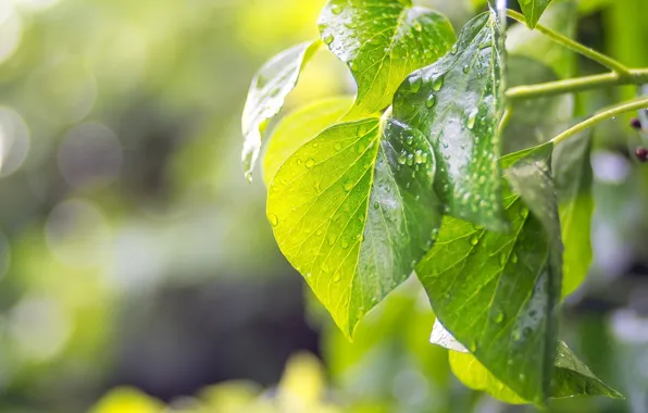 Picture summer, leaves, drops, macro, light, green