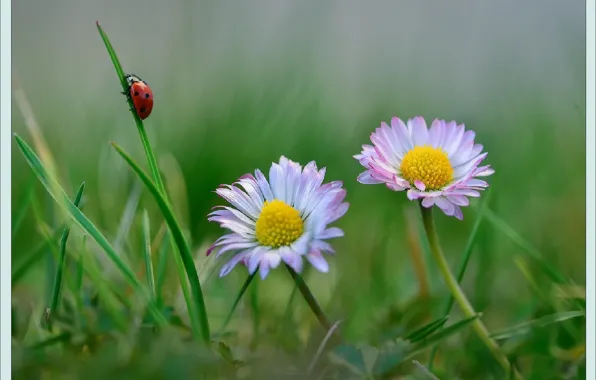 Flowers, nature, ladybug, picture, Nature, flowers, picture, insect