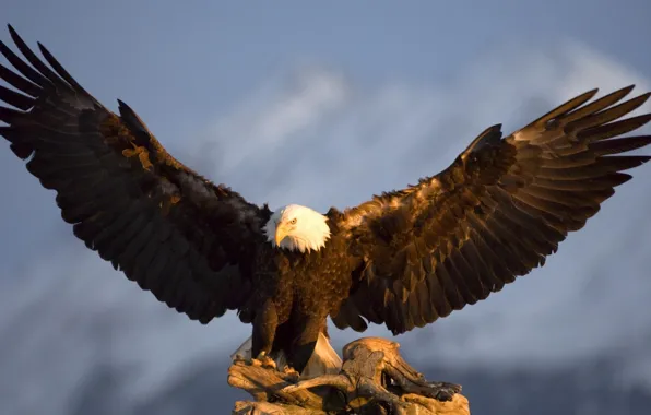 Picture bird, eagle, wings, in the mountains