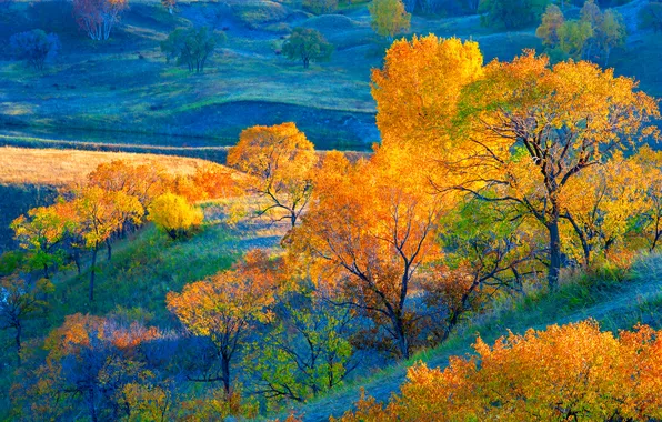 Autumn, light, trees, nature, blue, hills, slope, contrast