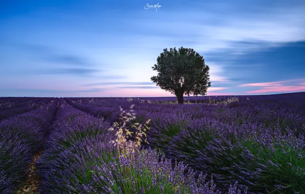 Picture field, trees, lavender