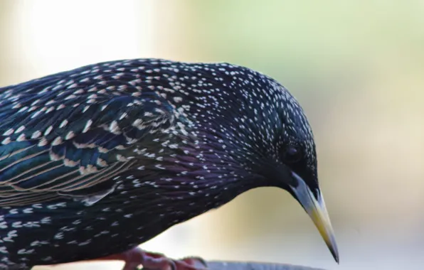 Nature, bird, beak, Starling