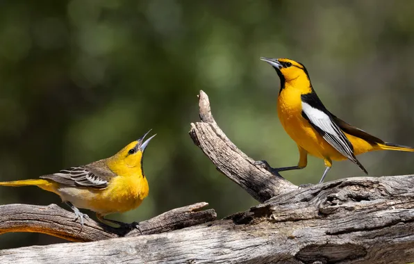 Light, birds, snag, log, a couple, poses, Oriole, two birds