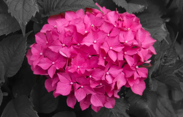 Leaves, flowers, pink, black-and-white background, hydrangea