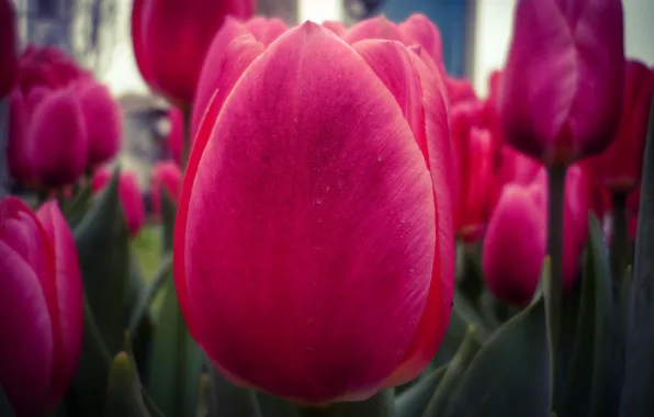 Picture spring, petals, stem, meadow, tulips