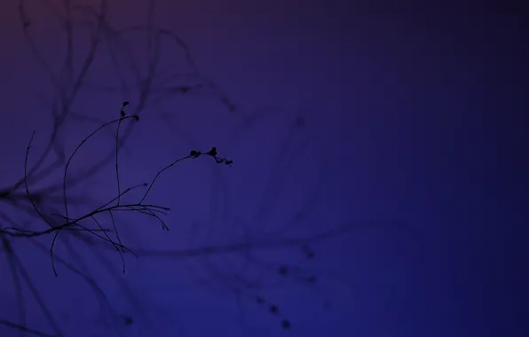 Picture macro, branches, silhouette, twilight