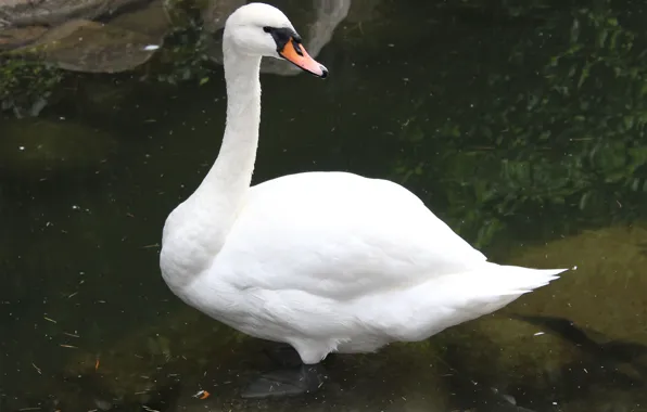 Water, Swan, pond