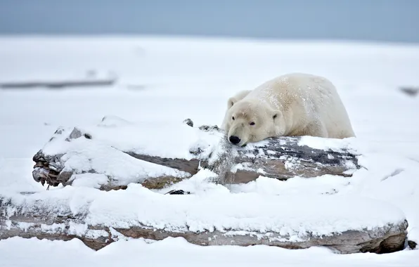 Picture winter, snow, bear, Alaska, polar bear, polar bear