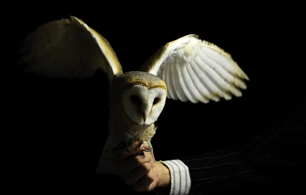 Picture hand, bird. owl, cuff
