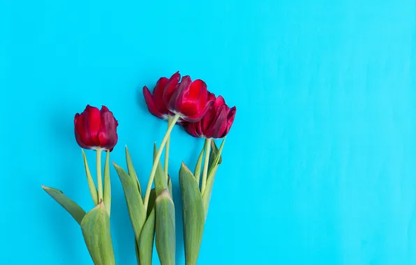 Picture leaves, background, spring, petals, stem, tulips