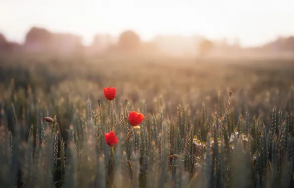 Picture light, Maki, morning