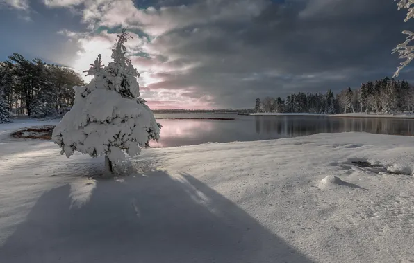 Winter, snow, lake, tree